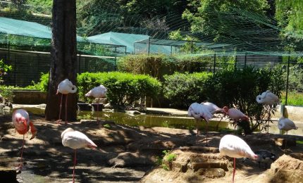 La ‘lunga guerra’ di Patrizia Monterosso e Rosario da Gela contro gli animali del Parco d’Orleans