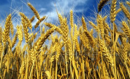 Cereali bloccati a Ravenna perché tossici. E in Sicilia che succede con il grano?