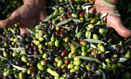 Sì del Parlamento Europeo alla truffa dell'olio d'oliva 'extra vergine' tunisino