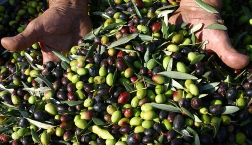 S Del Parlamento Europeo Alla Truffa Dell olio D oliva extra Vergine 