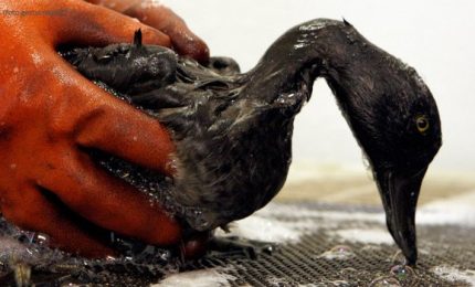 In Liguria è ormai un disastro ecologico. E se succedesse in Sicilia?