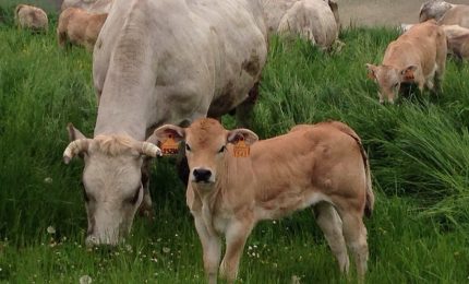 Parco dei Nebrodi: "Le vacche mafiose" e quegli interessi 'antimafiosi'...