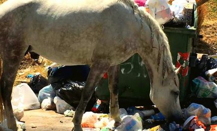 Emergenza rifiuti in Sicilia: il Governo regionale lancia i cavalli-spazzini...