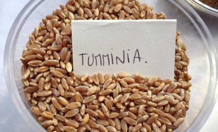 La crisi del grano duro siciliano: ma Stato e la Regione dove sono?