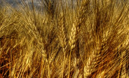 Cosimo Gioia sulla crisi del grano: "Siamo nelle mani di una massa di incompetenti. Organizziamoci"