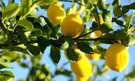 Limoni importati in Sicilia, esposto del Codacons: "Si indaghi sui mancati controlli"