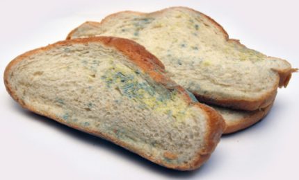 Come verificare, nella nostra casa, se il pane che mangiamo contiene o no micotossine