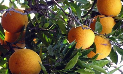 Agrumi a rischio in Sicilia e nell'Europa mediterranea per un batterio che arriva dalla Cina