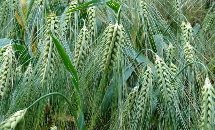 In Puglia grano duro convenzionale fatto passare per 'biologico'. E in Sicilia qual è la situazione?