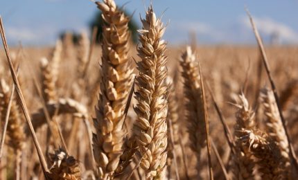 La battaglia per un grano duro pulito: solidarietà di GranoSalus a I Nuovi Vespri