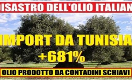 Crolla la produzione di olio d'oliva in Italia. Verremo invasi dall'olio tunisino spacciato per 'extra vergine italiano'?