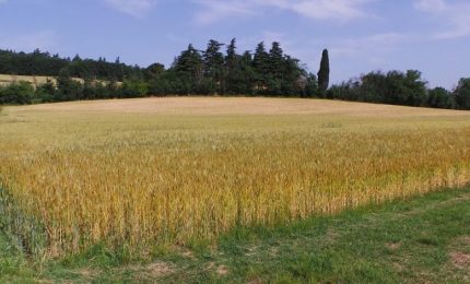 Domani la UE decide sulle etichette della pasta di grano duro: lettera di GranoSalus a Renzi