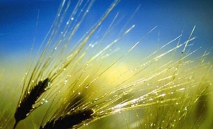 Basta con il grano che cresce sotto la neve già marcio: riportiamo il grano nel Sud Italia!