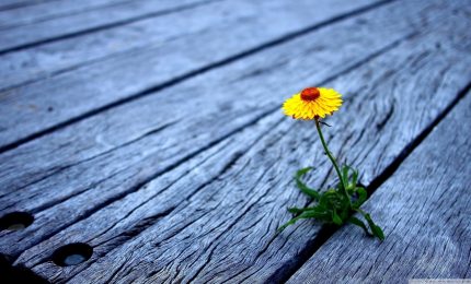 Pensierino della sera/Dedicato a chi  ha pi&ugrave;  di un amico