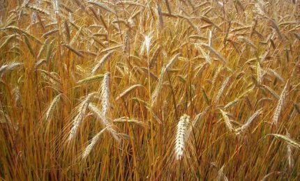 4 milioni di tonnellate di grano duro canadese 'tossico' pronto per essere esportato: indovinate dove...