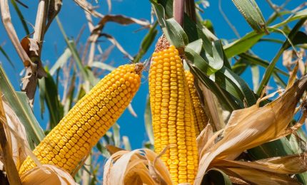 Il glutine? E' un problema. Ma è con il mais OGM che il glifosato può invadere le nostre tavole