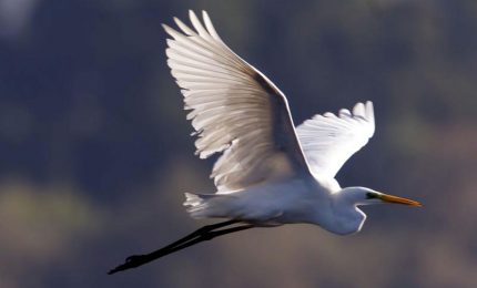 Pensierino della sera/Dedicato ai duri e puri