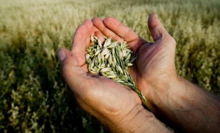 Cracolici: l'agricoltura siciliana è "la più pulita al mondo". Le verifiche sul biologico sono state fatte?