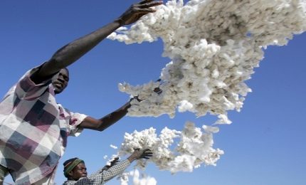 Burkina Faso: basta cotone OGM. Esempio per Sud e Sicilia che debbono puntare sul proprio grano