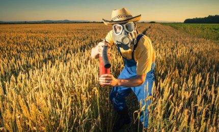 La UE e il grano duro estero: ci stanno avvelenando, ma se ci lamenteremo ci chiederanno i danni!