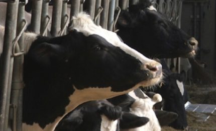 Dichiarata fallita l'Associazione Regionale Allevatori della Sicilia