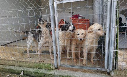 Lo scandalo del canile municipale di Palermo: cosa si nasconde dietro le adozioni?