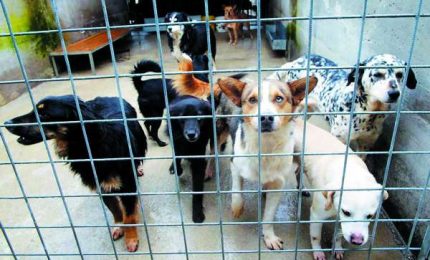 Palermo, polemiche al vetriolo su due canili municipali a comegghiè. I cuccioli che muoiono