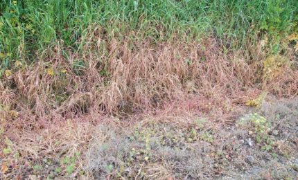 Tutta secca l'erba che costeggia la strada Marineo-Corleone: una malattia o hanno usato un diserbante?