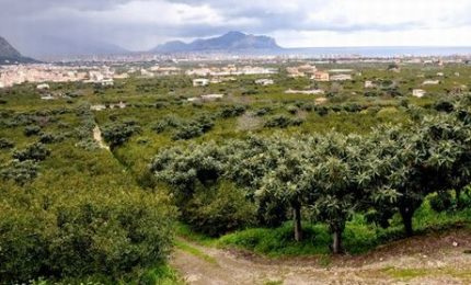 Palermo e i mandarineti di Ciaculli: dopo il nuovo cimitero anche la sede dell'IKEA?