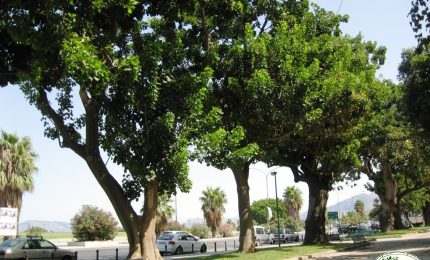 Palermo, il Comune vuole sradicare anche gli alberi del Foro Italico