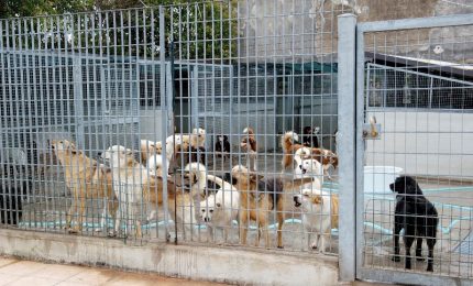 Cani randagi a Palermo: ricorso degli animalisti contro il Comune che punta di nuovo sugli affidamenti a pagamento