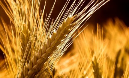 Grano, l'oro da riscoprire: da Campofelice di Fitalia il progetto di un nuovo modello di agricoltura