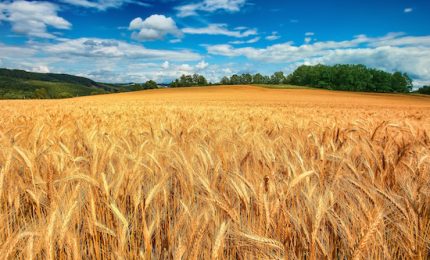Come difendere la nostra salute e l'agricoltura siciliana? Semplice: acquistando, fin dov'è possibile, cibi siciliani