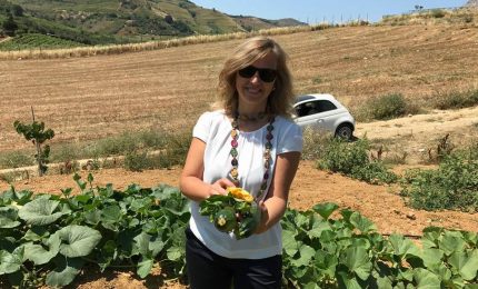 Grani antichi a rischio scippo per colpa della Regione e dei nostri eurodeputati