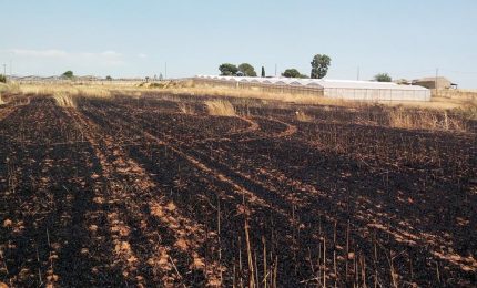 Niscemi, distrutti due ettari di grani antichi: "Non ci lasceremo intimidire"