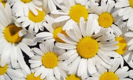 Pensierino della sera/Dedicato ai tranquilli...