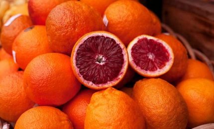 Le 'arance rosse' di Sicilia, uniche al mondo, rischiano di scomparire a causa del virus della Tristeza (VIDEO)