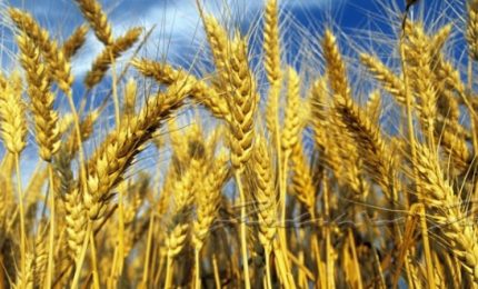 Battaglia del grano: I Nuovi Vespri e GranoSalus vincono in Tribunale contro Aidepi, Barilla, De Cecco, Divella, La Molisana e Garofalo