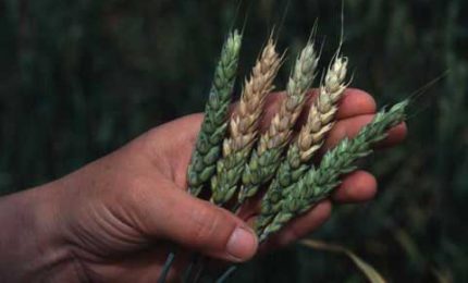 Tutto quello che è necessario sapere sulle micotossine nei cereali: origine, rischi, soluzioni