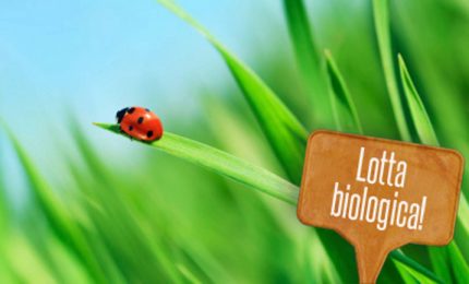 La truffa nell'agricoltura 'bio' siciliana dimostra che i controlli di GranoSalus e de I Nuovi Vespri sono necessari