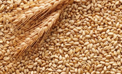 Allarme sui grani antichi di Sicilia e Puglia: troppe speculazioni. Arrivano i controlli sul DNA