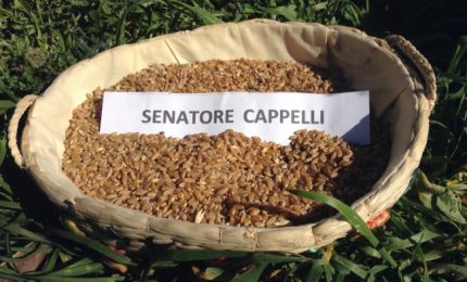Grano duro: il Centro Nord Italia si prende la varietà Senatore Cappelli alla faccia del Sud!