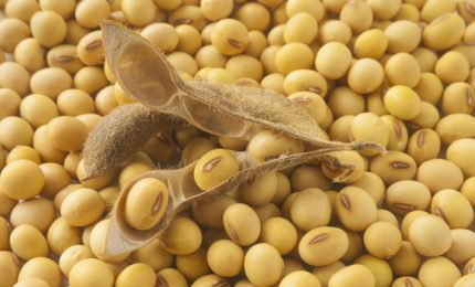 Spaghetti di soia a 31 euro al Kg! Quando la Sicilia, negli anni '80, puntava sulla soia