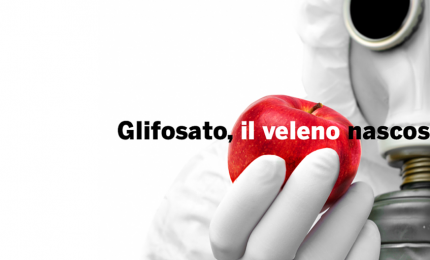 Grano, dopo 'Report' i grillini all'attacco: "Indicare nell'etichetta della pasta la presenza di glifosato"