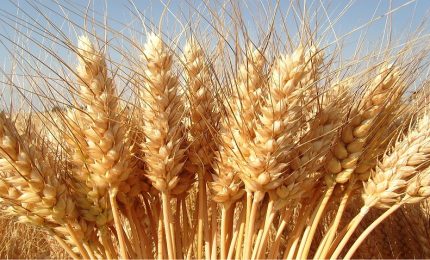 Tutela del grano duro: c'è l'impegno della Commissione per le politiche agricole