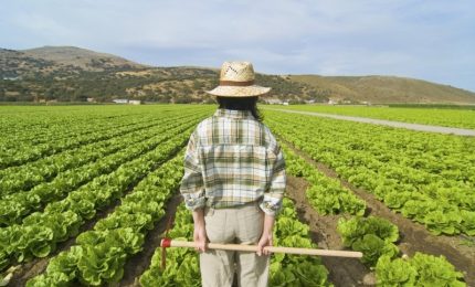 Papocchio certificazione antimafia: 'botta' agli agricoltori (soprattutto del Centro Nord Italia)