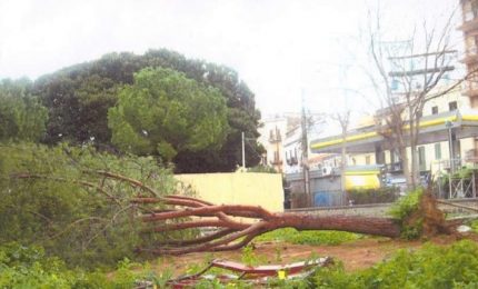 Palermo: a rischio gli alberi della villa di Piazza Principe di Camporeale?