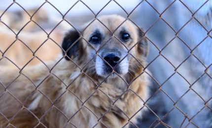 Non c'è pace per i cani randagi di Palermo: pronta una 'deportazione'