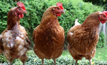 Il batterio della Salmonella nelle galline di Motta Sant'Anastasia. Come mai?