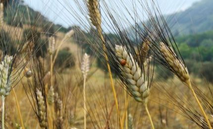 Ai bolognesi il grano Senatore Cappelli: chi vuole i semi certificati deve passare da loro!